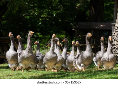Grey Foie Gras Geese From A Low Point Of View On A Goose Farm Near Sarlat-la-Canéda In The Périgord, Dordogne Region, France.