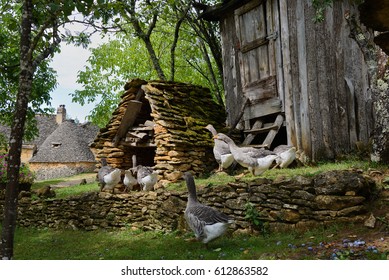 Grey Foie Gras Geese Walking To Their Goose House On A Traditional Goose Farm Near Sarlat, Perigord, Dordogne Region, France.