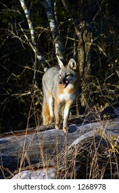 Grey Fox