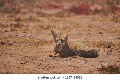 Grey Fox Culpeo relax in Desert of Chile South of World - Shutterstock ID 1267424056