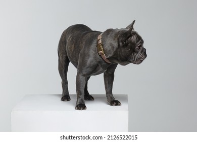 grey French bulldog in the studio on a white background. - Powered by Shutterstock