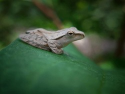 Grey Frog Is Resting On A Green Leaf