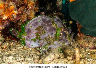 Grey Frogfish Member Of The Anglerfish Family Antennariidae, Of The Order Lophiiformes