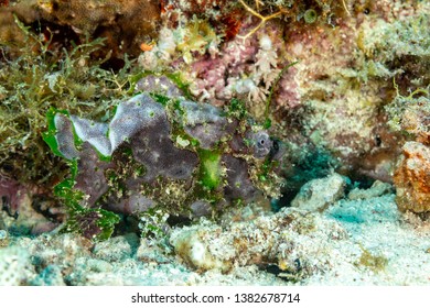 Grey Frogfish Member Of The Anglerfish Family Antennariidae, Of The Order Lophiiformes