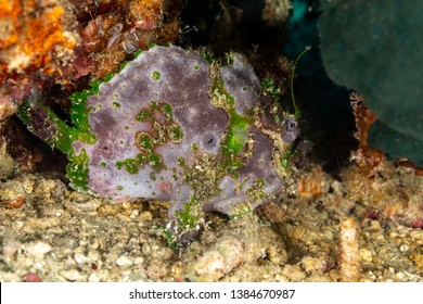 Grey Frogfish Member Of The Anglerfish Family Antennariidae, Of The Order Lophiiformes