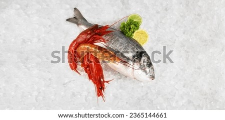 Grey Gilthead Seabream with Carabinero Shrimps on Crushed Ice isolated on white Background - Panorama