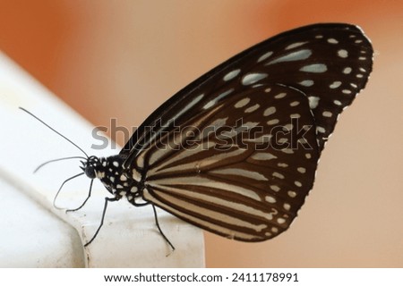 The Grey Glassy Tiger or Gray Glassy Tiger, too Wood Nymph (Ideopsis juventa) is a species of nymphalid butterfly in the Danainae subfamily. The butterfly is widespread throughout South East Asia.