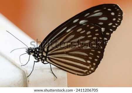 The Grey Glassy Tiger or Gray Glassy Tiger, too Wood Nymph (Ideopsis juventa) is a species of nymphalid butterfly in the Danainae subfamily. The butterfly is widespread throughout South East Asia.