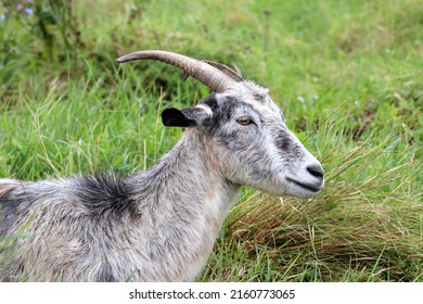 Grey goat Images, Stock Photos & Vectors | Shutterstock