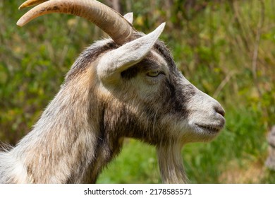 Grey Goat Portrait On Grass Background Stock Photo 2178585571 ...