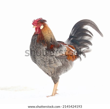 Grey, Gold, and Red Icelandic Rooster, rare heritage breed