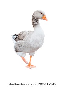 Grey goose, isolated on white background