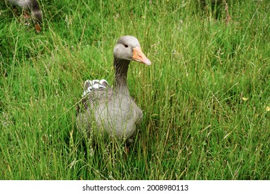 Grey Goose In Long Grass. Close Up Photo Of Water Bird