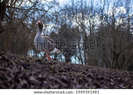 Grey goose walking. Early spring, march 2021. Utterslev mose, Copenhagen, Denmark
