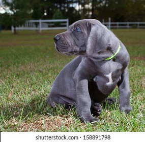 pictures of blue great danes
