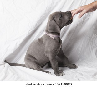 Grey Great Dane Puppy Licking Peanut Butter From The Fingers Of Its Owner