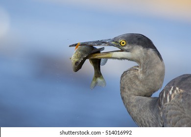 Grey Great Heron (Ardea Herodias) And Yellow Perch (Perca Flavescens)