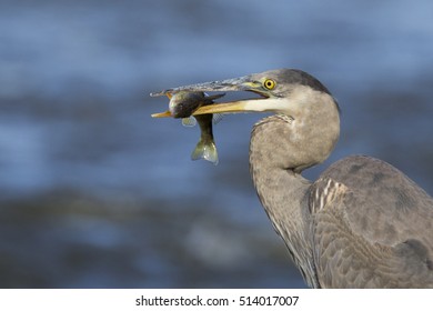 Grey Great Heron (Ardea Herodias) And Yellow Perch (Perca Flavescens)