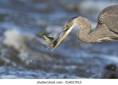 Grey Great Heron (Ardea Herodias) And Yellow Perch (Perca Flavescens)