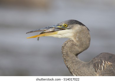 Grey Great Heron (Ardea Herodias) And Yellow Perch (Perca Flavescens)