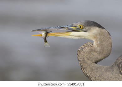 Grey Great Heron (Ardea Herodias) And Yellow Perch (Perca Flavescens)