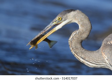 Grey Great Heron (Ardea Herodias) And Yellow Perch (Perca Flavescens)