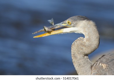 Grey Great Heron (Ardea Herodias) And Yellow Perch (Perca Flavescens)