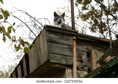 Cat Barn Images Stock Photos Vectors Shutterstock