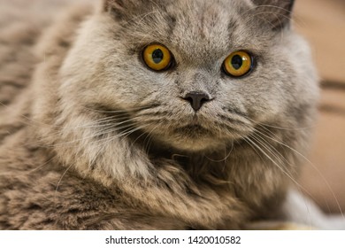 British Shorthairs Images Stock Photos Vectors Shutterstock