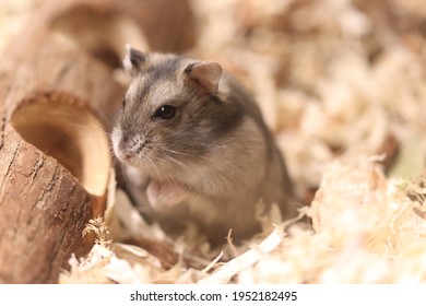 An Grey Hamster Next To Her Wood  Toy