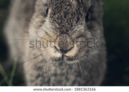 Similar – Rabbit eating flowers