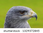 Grey hawk close up profile. A side-on view of the head of an American grey hawk.