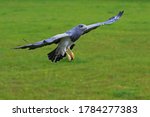 Grey hawk coming in to land.