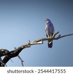 Grey Hawk looking for his next meal