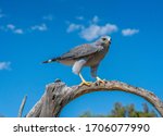 Grey Hawk Perched on Branch with blue sky and clouds