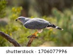 Grey Hawk Perched on Branch profile view green background