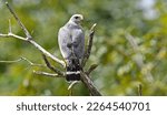 Grey Hawk perched on branch