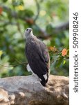 grey headed fish eagle
