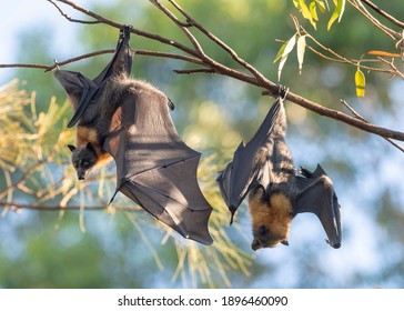 Grey Headed Flying Fox Colony Sydney Stock Photo 1896460090 | Shutterstock