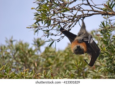 Grey Headed Flying Fox Hanging From A Tree