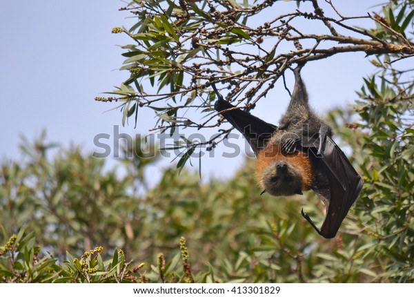Grey headed flying\
fox hanging from a tree