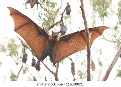 Grey Headed Flying Fox In Mid Air