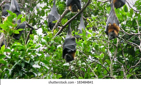 Grey Headed Flying Fox, Pteropus Poliocephalus