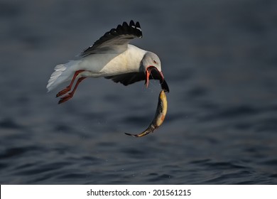 Grey Headed Gull Trying To Swallow As A Fish But Finds It Too Big To Handle. The Gull Dropping A Dropping The Fish Back Into The Blue Waters Of The Chobe River