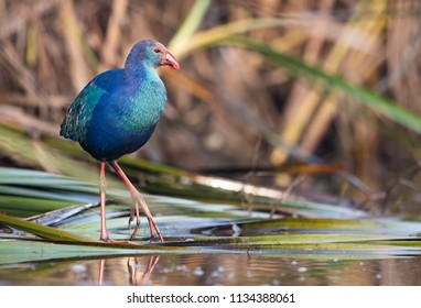 Grey Headed Swamphen