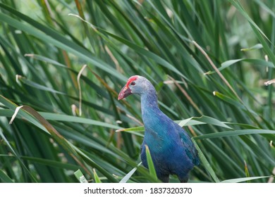 Grey Headed Swamphen In It's Habitat 