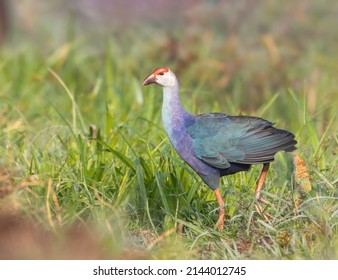 Grey Headed Swamphen Is A Species Swamphen