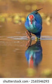 Grey Headed Swamphen In Water