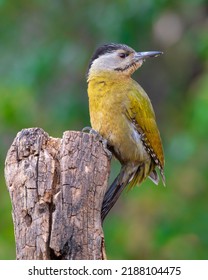 Grey Headed Woodpecker- Female- Always Look For A Grey Face And Thin Black Moustache Stripe. Males Have A Red Forehead Patch, Which Females Lack