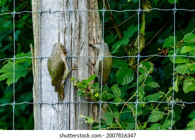 A Grey Headed Woodpecker On A Trunk